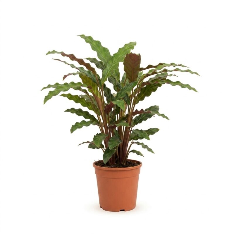 Calathea rufibarba Miroscha in kweekpot 19 cm, 85 cm hoog met golvende groene bladeren en paarsrode onderzijde