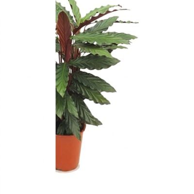 Calathea rufibarba Wavestar
