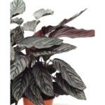 Calathea sanderiana 60 cm - potmaat 19