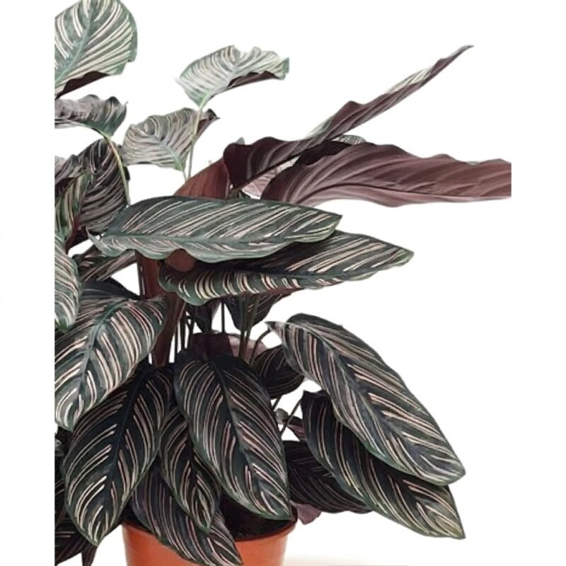 Calathea sanderiana van 60 cm hoog in kweekpot 19 cm, met donkergroene bladeren en fijne roze strepen, gefotografeerd binnenshuis