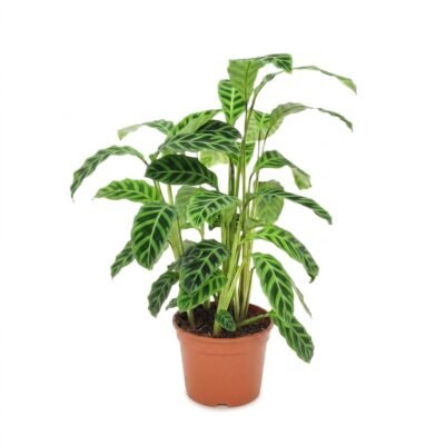 Calathea zebrina 80 cm - donkergroen zebrapatroon