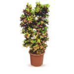 Codiaeum Mrs Iceton
