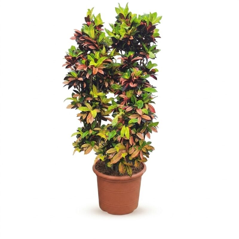 Codiaeum Mrs Iceton