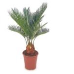 Cycas revoluta 9-11 veren - 45 cm