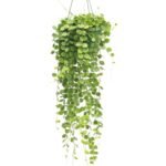 Dischidia nummularia hang 30 cm - potmaat 14