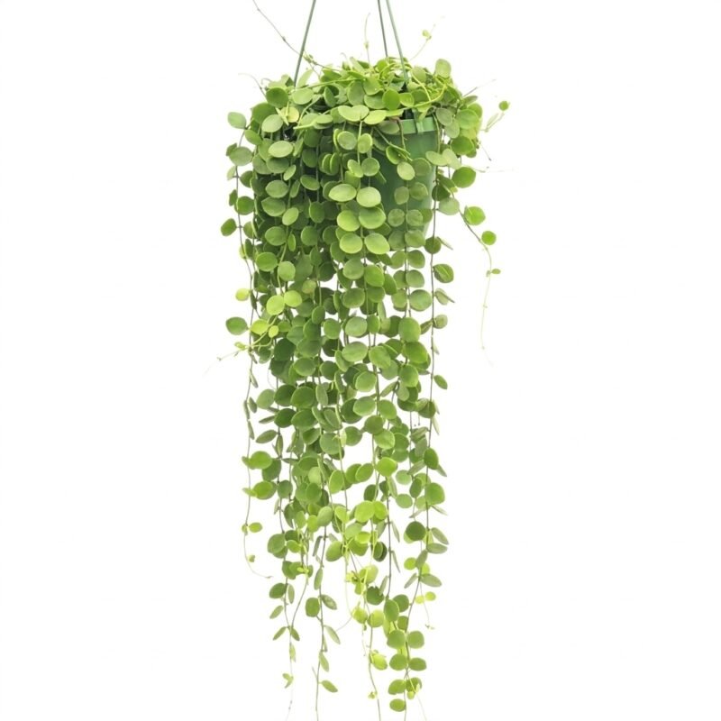 Dischidia nummularia hangplant met ronde lichtgroene blaadjes, compacte ranken over de rand van de pot