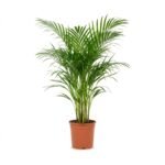 Areca palm 100 cm - Dypsis lutescens D2