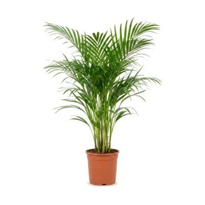 Areca palm 100 cm - Dypsis lutescens D2