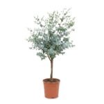 Eucalyptus op stam 110 cm – Eucalyptus gunnii – pot Ø22