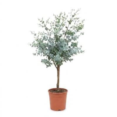 Eucalyptus gunnii op stam van circa 110 cm met rond, zilvergroen blad in kweekpot maat 22