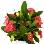 Euphorbia Charlotte 30 cm – pot Ø17
