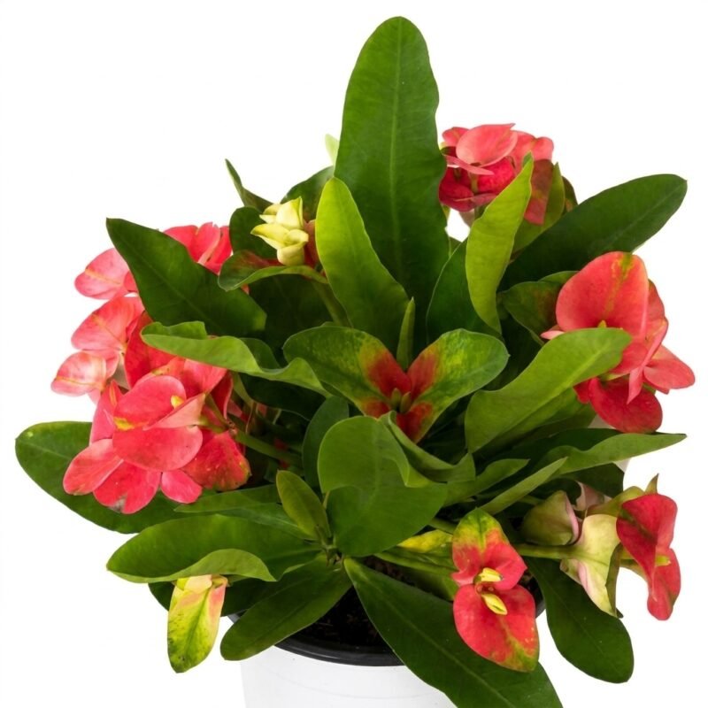 Euphorbia Charlotte kamerplant van circa 30 cm met zuilvormige, vlezige groene stengels in kweekpot 17 cm op een vensterbank