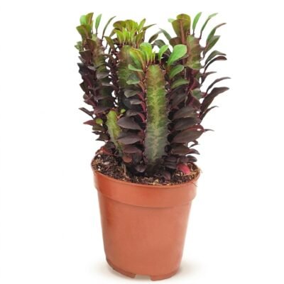 Afrikaanse melkboom Euphorbia trigona Rubra in kwekerspot 12 cm met compacte zuil en roodgroene ribben op lichte achtergrond
