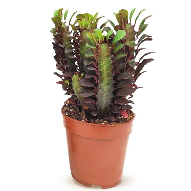 Afrikaanse melkboom Euphorbia trigona Rubra in kwekerspot 12 cm met compacte zuil en roodgroene ribben op lichte achtergrond