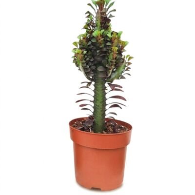 Euphorbia trigona Rubra van circa 45 cm hoog met roodgetinte, rechtop vertakte stengels en kleine ovale blaadjes