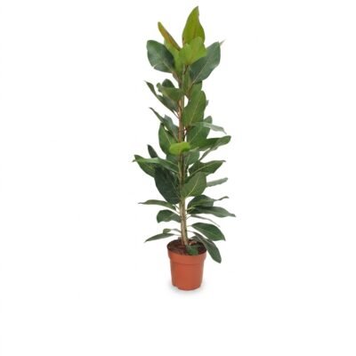 Ficus benghalensis Joy 125 cm - donkergroen blad