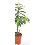 Ficus Aspera Variegata 100 cm - bonte ficus
