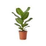 Ficus benghalensis Joy 125 cm - donkergroen blad