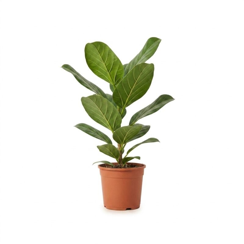 Ficus benghalensis Joy van 125 cm in potmaat 21, met donkergroene bladeren en lichte nerven
