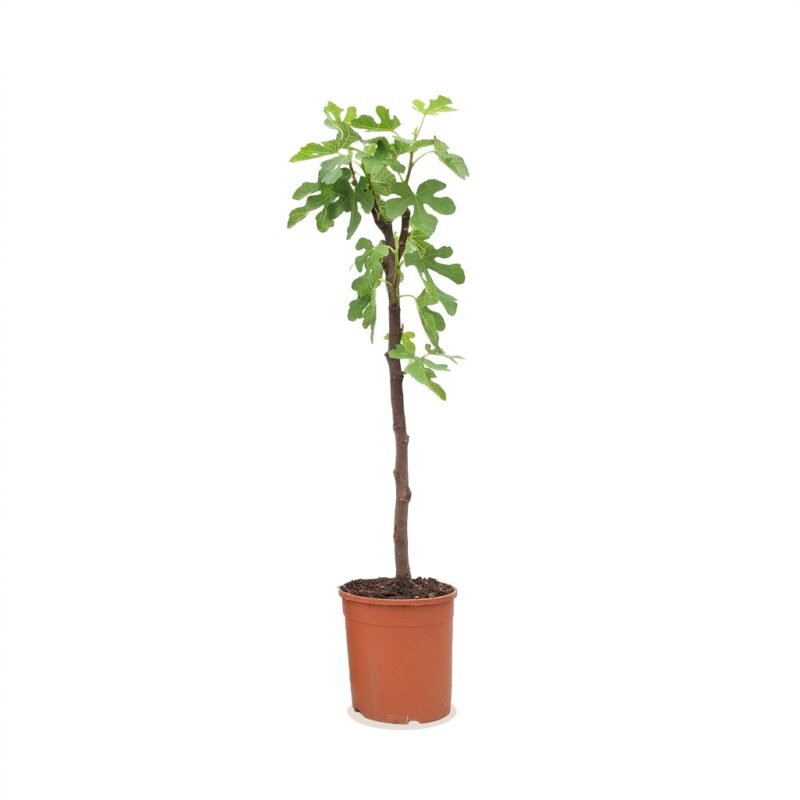 Ficus carica Bornholm op stam in kweekpot 20 cm, circa 95 cm hoog met donkergroene gelobde bladeren