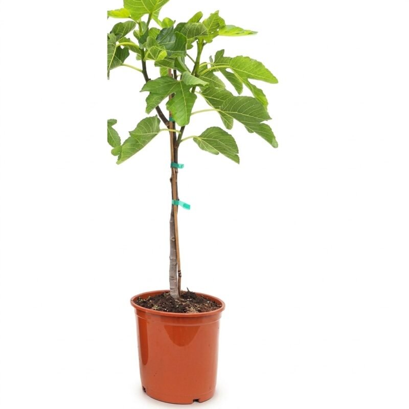 Ficus carica op stam van circa 90 cm met gelobd groen blad in kweekpot 21 cm, gefotografeerd bij natuurlijk licht