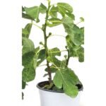 Vijgenboom Ficus carica 45 cm - struikvorm