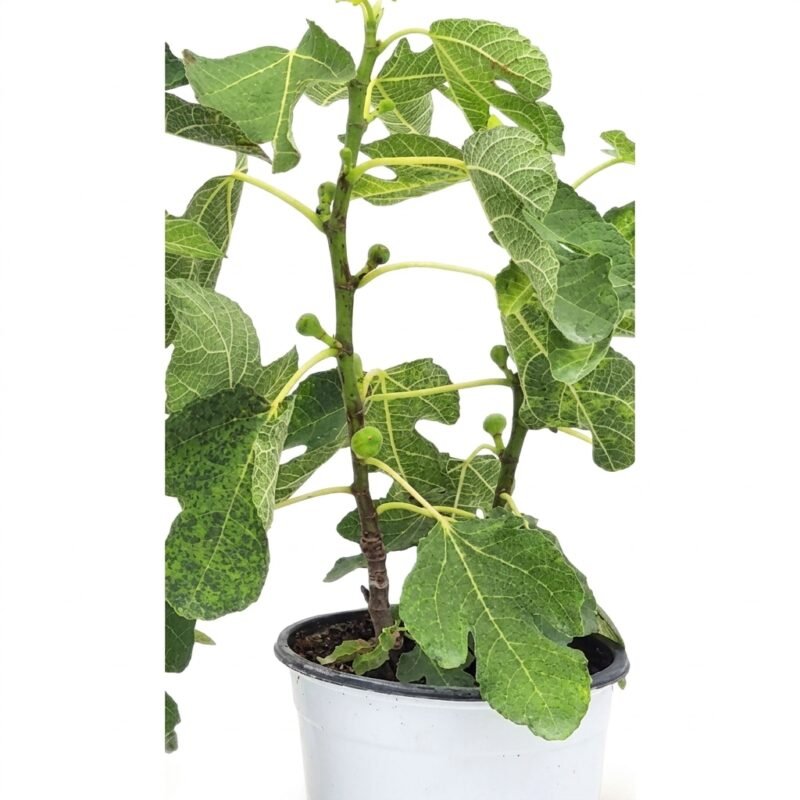 Ficus carica vijgenstruik met diep ingesneden frisgroene bladeren in kweekpot 17 cm, compacte hoogte circa 45 cm