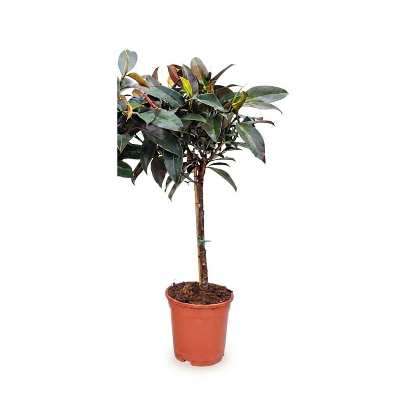 Ficus elastica ‘Melany’ op stam van 95 cm met donkergroene glanzende bladeren in potmaat 21, indoor setting
