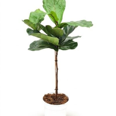 Ficus lyrata op stam 100 cm - potmaat 21