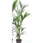 Howea forsteriana
