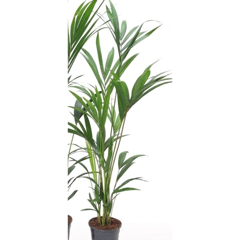 Howea forsteriana