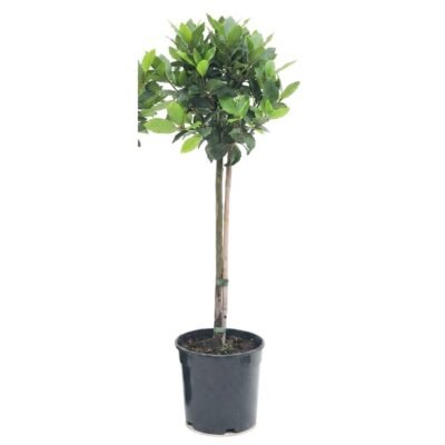 Laurier op stam 100 cm – Laurus nobilis – pot Ø21