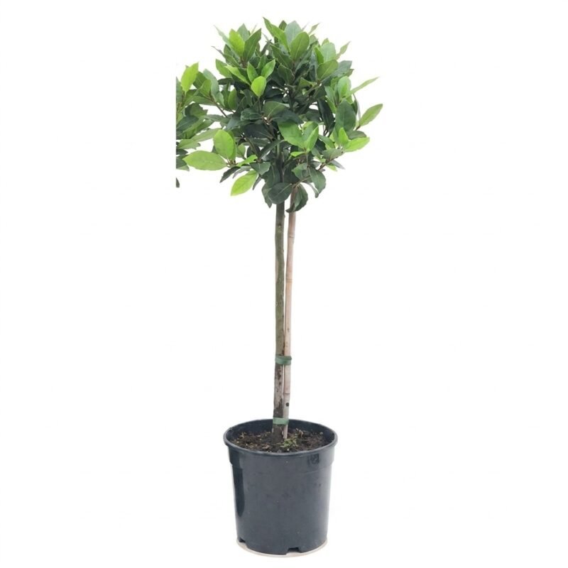 Laurus nobilis op stam van circa 100 cm met compacte, donkergroene kroon in kweekpot maat 21