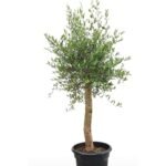 Olijfboom Olea 007 op stam 175 cm - pot 40