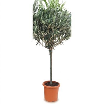 Olijfboom op stam van 85 cm in potmaat 19 met zilvergroen blad, geplaatst bij een zonnig raam in de woonkamer