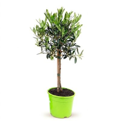 Olea op stam in Lime pot