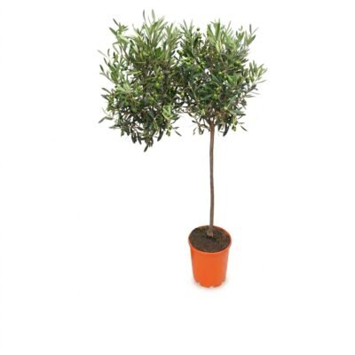 Olijfboom op stam van circa 80 cm met zilvergroen blad en kleine olijfvruchtjes in kweekpot 19 cm op lichte plek