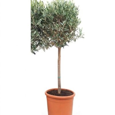 Olijfboom op stam 130 cm - zilvergroen blad