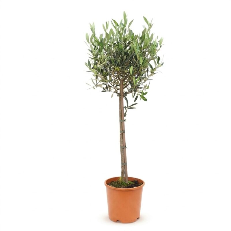 Olijfboom op stam 100 cm – Olea europaea – pot Ø21