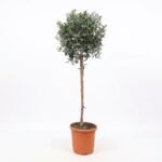 Olea op stam 170 cm - zilvergroen, pot 32