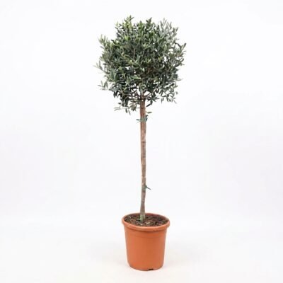 Olea europaea op stam van circa 170 cm in kweekpot 32, zilvergroene bladeren en compacte bolkroon