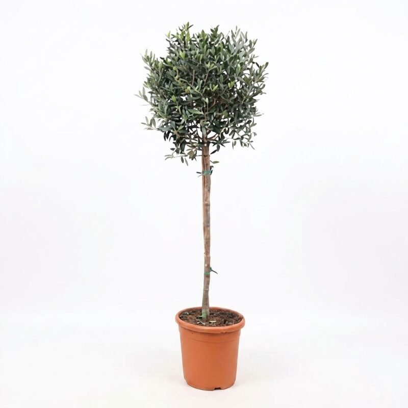 Olea europaea op stam van circa 170 cm in kweekpot 32, zilvergroene bladeren en compacte bolkroon