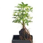 Vingerboom 30 cm - Schefflera Luseana Variegata