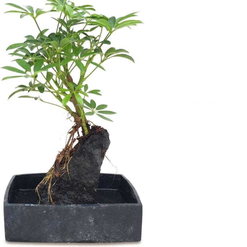 Schefflera Luseana in kweekpot 17 cm, compacte vingerboom met donkergroene handvormige bladeren, hoogte circa 30 cm