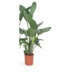 Paradijsvogelplant 140 cm - 3 per pot