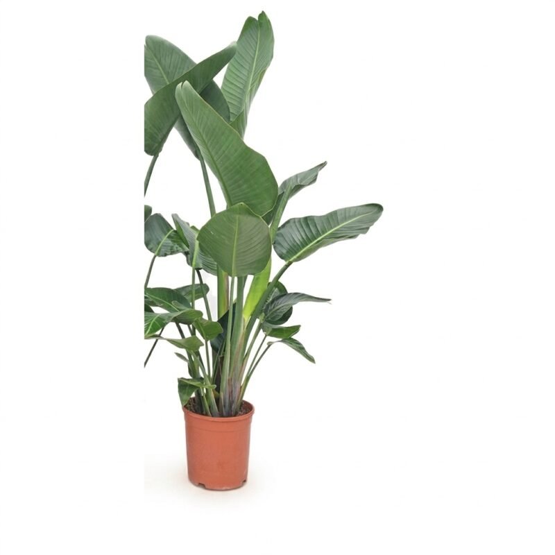 Strelitzia nicolai 140 cm met drie planten in één pot, donkergroen banaanblad bij een licht raam in de woonkamer