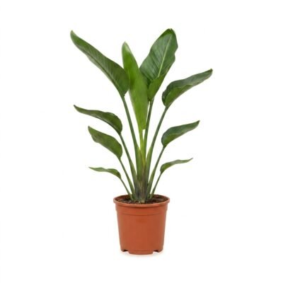 Strelitzia nicolai met drie planten in potmaat 17, ca. 75 cm hoog, donkergroen banaanblad in een lichte kamer