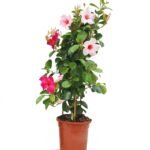Sundaville piramide 70 cm - lichtroze bloei