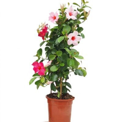 Sundaville piramide 70 cm - lichtroze bloei