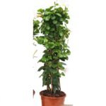 Sundaville piramide rood 70 cm - potmaat 17